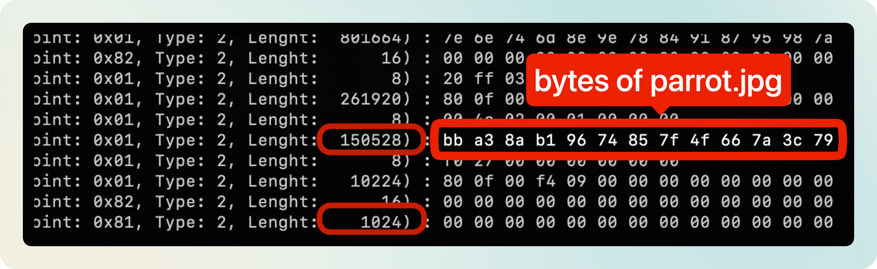 Bytes of parrot.jpg